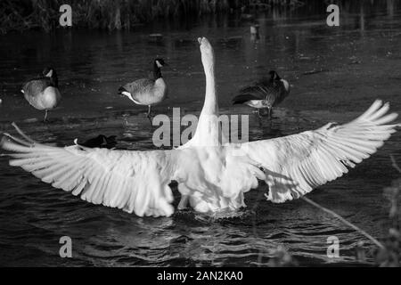 Schwäne im Riston, England Stockfoto