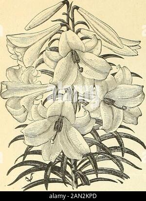 Vaughans spezielle Preise für Importbirnen für die Saison 1904/05 . FREESIA REFRACTA ALBA, VAIKHANS SONDERPREISE FÜR IMPORTBIRNEN. LILIUM HARR151I. UNVERZICHTBAR FÜR FRÜHZEITIGES FORCEN. Zusätzlich zur Sicherung unserer gesamten Lieferung dieser Lily-Glühbirnen von einem Anliegen, den wir dieses Jahr beaufsichtigen, durch unseren eigenen Vertreter die Verpackung und den Versand von thecrop. Wir tun unser Bestes in jeder Saison durch unsere Züchter, um erkrankte Pflanzen auszulöschen, die Birnen beim Graben sorgfältig zu heilen und eine Mischung aus Longiflorum und Andersarten zu vermeiden. Unter diesen Bedingungen bitten wir Ihre Bestellungen um das am besten ausgewählte echte Harnsii Thatcan Stockfoto