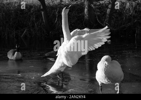 Schwäne im Riston, England Stockfoto