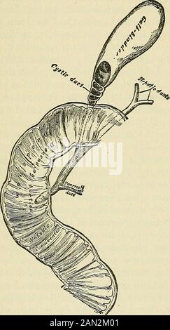 Die Gesetze und die Mechanismen der Zirkulation, mit dem Prinzip der Bewegung der Tiere . Gestion, für die zwingenden Thesektionen in das Duodenum, auf einmal der Zweck der Thisarrangement. Aber da die Gallensekretion während der ganzen Zeit anhält, haben wir eine besondere Anordnung in der Gallenblase, die die Galle in der Zwischenzeit der Verdauung speichert; und diese Mechan-ics enthält auch einige sehr interessante Merkmale. So nimmt die Thegall-Blase eine erhöhte Position gegen die Lebersubstanz ein, an der sie durch eine überliegende Laie aus Peritoneum und Bindegewebsfasern befestigt wird, während ihre Nekkis occu sind Stockfoto