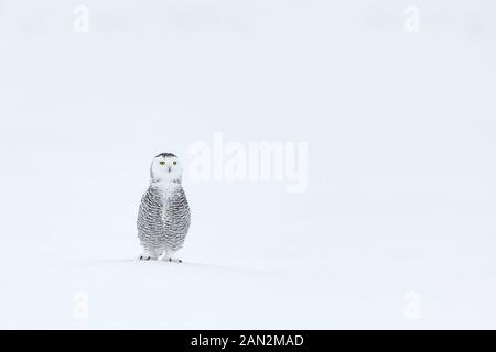Schnee-eule (Bubo scandiacus), Ontario, Kanada Stockfoto