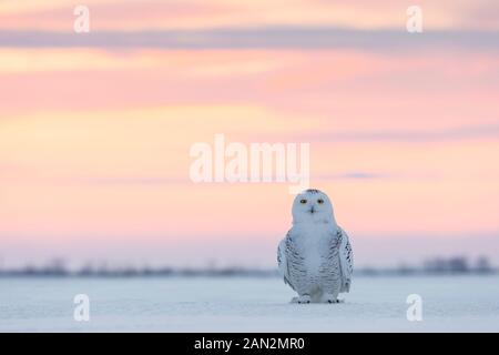 Schnee-eule (Bubo scandiacus), Ontario, Kanada Stockfoto