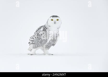 Schnee-eule (Bubo scandiacus), Ontario, Kanada Stockfoto