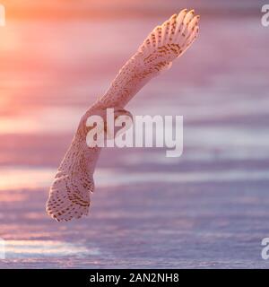 Schnee-eule (Bubo scandiacus), Ontario, Kanada Stockfoto