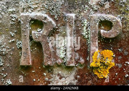 Detail von Rip (Rest In Peace)-Schnitzereien und Flechten auf altem Kopfstein auf dem Friedhof der alten Pfarrkirche von St. Peter, Pembury, Kent, England Stockfoto