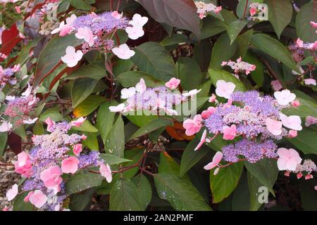 Hydrangea aspera "Heiße Schokolade" Anzeigen von charakteristischen Lila und Blau lacecap Blumen und Bronze getöntes Laub. Großbritannien Stockfoto