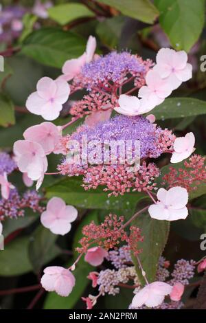 Hydrangea aspera "Heiße Schokolade" Anzeigen von charakteristischen Lila und Blau lacecap Blumen und Bronze getöntes Laub. Großbritannien Stockfoto