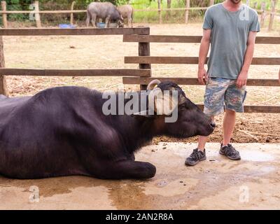 Bild eines Wasserbüffels in der Milchwirtschaft Laos Buffalo, Ban Muang Khay, Luang Prabang, Laos. Stockfoto