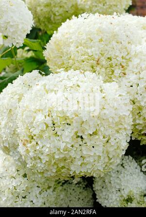 Hydrangea arborescens 'Annabelle' anzeigen charakteristischen großen weißen Blütentrauben. Hauptversammlung Stockfoto