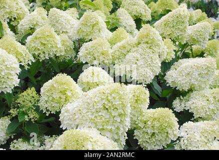 Hydrangea paniculata 'Limelight' anzeigen markante Creme und Kalk Blumen im Sommer. Großbritannien Stockfoto