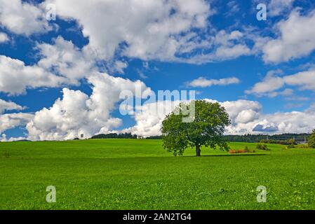 Einsamer Baum auf der Weide Stockfoto