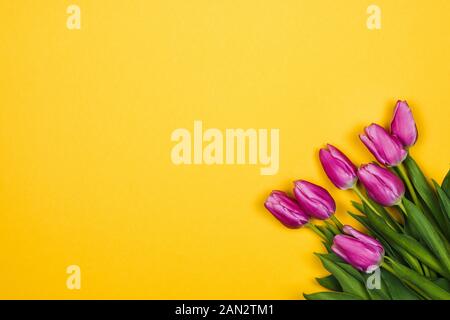 Rosa, Lila Tulpen in der Ecke auf gelbem Hintergrund Stockfoto