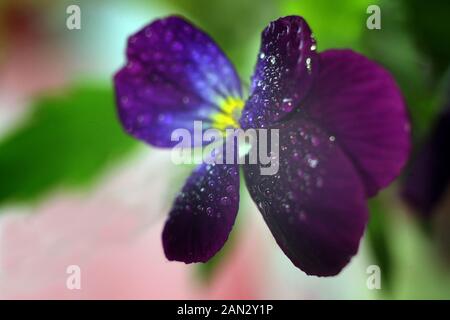 Viola tricolor, auch als Johnny Jump Up oder gelbe Stiefmütterchen, heartsease, Bratschen und Stiefmütterchen closeup Makro mit Wassertropfen bekannt Stockfoto