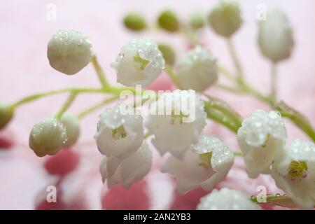 Maiglöckchen auf einem rosa Hintergrund mit Wassertropfen. Makro - flora Fotografie. Stockfoto