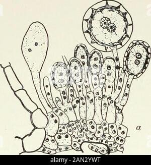 Pilze, Ascomycetes, Ustilaginales, Uredinales . Abb. - 77- PucciniaFalcariae; verzweigte Zelle von Aecidium oder primaryuredosorus, x 1200: Nach Dittschlag. Abb. 1;*. Phragmidium Potcntillae-Canadensival.; a. Konjugation; /. Verzweigtes Fertilecell; nach Christman. 204 PROTOBASIDIOMYCETES [CH. Aber die Tatsache, dass diese Sori auf demselben Myzel wie die Thespermogonie entwickelt werden, die Tatsache, dass in ihren fruchtbaren Zellen der Kernverband Takesplace und die Tatsache, dass bei der Bildung der fruchtbaren Zelle eine sterile Zelle abgehakt ist, alle deuten darauf hin, dass die wahre Homologie mit dem Aecidium liegt. Das Myzel fo Stockfoto