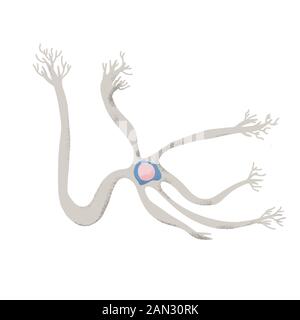 Neuronenzelle mit langen Axonen. Vektorillustrierung. Stock Vektor