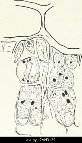 Pilze, Ascomycetes, Ustilaginales, Uredinales . Abb. 1;.,. Phragmidium violaceum Wint.; Migration von ei nil Nucleus in fertile Cell of caeoma, x 950; alterBlackmail. Abb. 174. Melampsora Roslrupi Wagn.;gepaarte fertile Zellen, x 1:00;, AfterBlackman und i- u er. Stockfoto