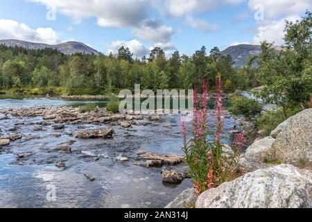 Rosafarbene Wildblumen am kalten, glitzernden Fluss in Kiefernwaldbergen Norwegens. Natürlicher Hintergrund mit blühendem, blauem Himmel und Wolken. Stockfoto