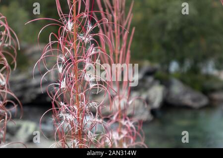 Schön lila Blumen Blume Makro am Fluss in den Bergen sonnig Close-up Hintergrund Stockfoto