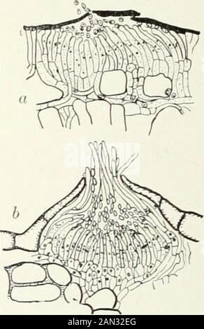 Pilze, Ascomycetes, Ustilaginales, Uredinales . Abb. 167. Gymnosporangium davaricuformeRees; keimende Teleutosporen; x 666. Abb. 168. A. Phragtnidium violaceumWint., X330; 6. Gymnosporangium clazariaeforme Rees, X260; Sper-Mogonien; nach Blackman. Vll] UREDINALES 199 Stockfoto