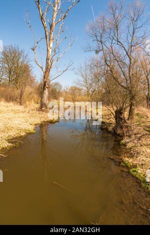 Schöne early Frühlingslandschaft mit Bach, Bäume und klaren Himmel auf Slanaky Poodri in Landschaftsschutzgebiets Böhmerwald in der Tschechischen Republik Stockfoto