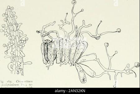 Pilze, Ascomycetes, Ustilaginales, Uredinales . Abb. 164. Keimende Teleutosporen; a. Phragmidium bulbosum Schm.; B. Triphragmidium UlmariaeLk.; c Colcosporitim Sonchi Lev.; d. Uromy es appendiculatus (Fabae) Lev.; nach Tulasne. (II VIII] IRKIMXALKS?97 der Sporenformen außer Tlie Teleutospore, wie Aecidium, Caeomaand Uredo, überleben immer noch in unserer Nomenklatur. Die Teleutosporen (Feigen. 164, 165, 166) können einzellig sein oder sie bestehen vielleicht aus zwei oder mehr Zellen, die eine zusammengesetzte Struktur bilden, jede Zelle von. Abb. 165. Cronartiumepiadeum Fr. , te-leutospore Masse withbasiclia und Spore Stockfoto