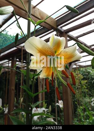 Lilium Lady Alice Stockfoto