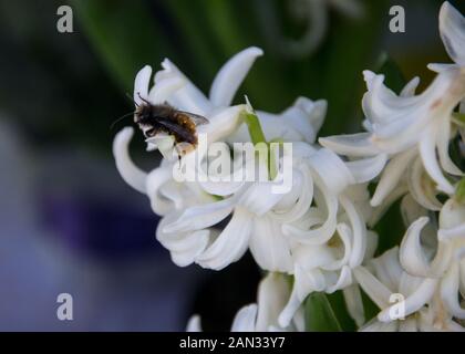 In der Nähe von Bumble Bee an einem wunderschönen weißen Hyazinthe Blüte in einem Blumenladen, Blumen Stockfoto