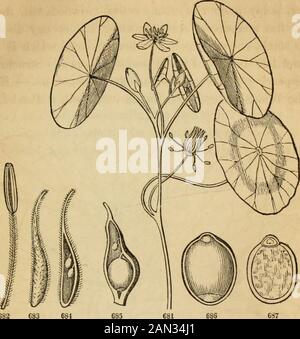 Einführung in die strukturelle und systematische Botanik und Pflanzenphysiologie: Als 5. Und Revedof des Botanischen Textbuches, illustriert mit über dreizehnhundert Holzschnitten . das prächtige Victoria des tropischen Südamerika, das gigan-tisch und das Prunkgemüse der Aquatiken, sowohl hinsichtlich ihrer Blumen als auch ihrer Blätter. MU-cilaginöse Pflanzen mit leichter Adrendenz; keine wichtigen Eigenschaften. 750. Ord. CabombaccSB {Wasserschildfamilie) ist wirklich nur der Zustand des letzten, mit nur einer Reihe von Sepalen und Petalen, ABB. 677. Offene Blume mit einer Blumenknospe und einem Blatt der Weißen Water-Lilie (Nymphasa Stockfoto