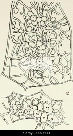 Pilze, Ascomycetes, Ustilaginales, Uredinales . Abb. 161. Tilletia Tritici (Bjerk) Wint.;a. Basidium ihirly Stunden nach der Keimung1 wenn markensporn; /. Konjugation von Basidio-Sporen: ? .,oo: Nach Plowright. 194 HEMIBASIDIOMYCETES [ch. Paare assoziierter Kerne finden statt. Rawitscher beobachtete eine recht ähnliche Geschichte in T. lacvis. Im parasitären Myzel von Doassansia Alismatis und Entyloma Glaucii(Abb. 162) Dangeard beobachtete Binukleat-Zellen und die Verschmelzung ihrer Kerne. Stockfoto