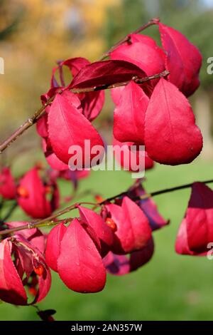 Euonymus alatus 'Kleiner Moses' geflügelte Spindel oder Zwerg-brennender Buschstrauch, der leuchtende Herbstfarben zeigt. Stockfoto