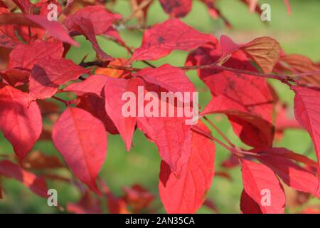 Stewartia pseudocamellia. Laubenkamelienbaum mit orangefarbenen und roten Herbstblättern. GROSSBRITANNIEN. AGM Stockfoto