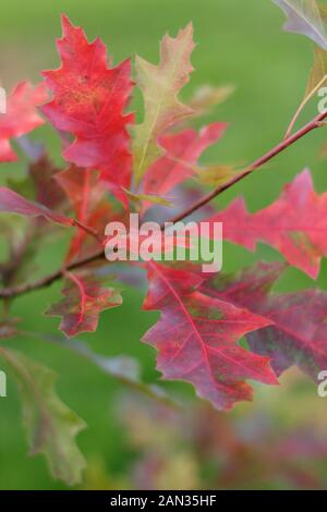 Quercus palustris. Blätter der Stieleiche im Herbst. GROSSBRITANNIEN Stockfoto