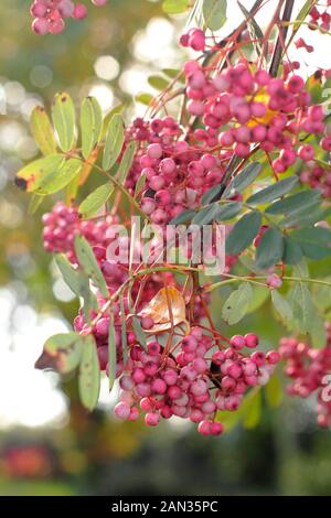 Sorbus pseudohupehensis 'Pink Pagode'. Rosafarbene Herbstbeeren aus rosafarbenem Pagodenbaum. GROSSBRITANNIEN. AGM Stockfoto