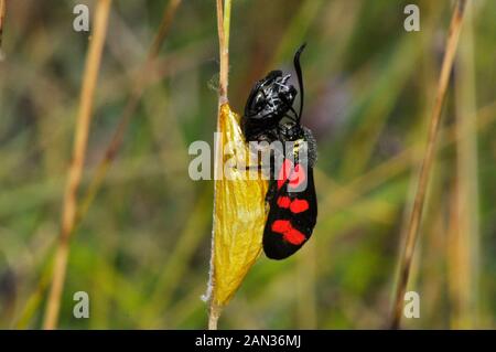 Sechs spot Burnet motte Zygaena Filipendulae'' nach, die sich aus seinen gelben Kokon, Juni bis August auf Grasland. Wiltshire.DE Stockfoto