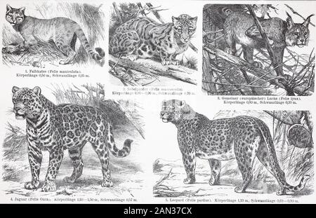 Verschiedene Katzen, Afrikanische Wildkatze, Felis lybica, getrübter Leopard, Neofelis nebulosa, Lynx, Jaguar, Panthera onca, Leopard, Panthera pardus, / Verschiedene Katzen, Afrikanische Wildkatze, Felis lybica, Nebelparder, Neofelis nebulosa, Luchs, Jaguar, Panthera, leoparda, leopardi, leopardi Digitale verbesserte Wiedergabe eines Originals aus dem 19. Jahrhundert / Digitale Produktion einer Originalanlage aus dem 19. Jahrhunderts Stockfoto