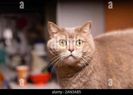 Portrait von cute Scottish Straight cat, close-up Stockfoto