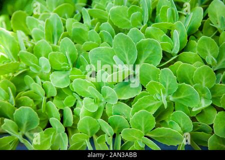 Grüne Blätter von einem jungen Sedum Telephium Pflanze, die wächst auch auf Küsten Karst in Slowenien Stockfoto