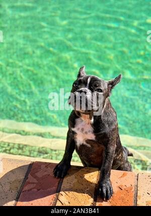 Der französische Bulldogge Puppy kühlt sich während des heißen Sommertags im Swimmingpool ab, Melbourne, Australien Stockfoto