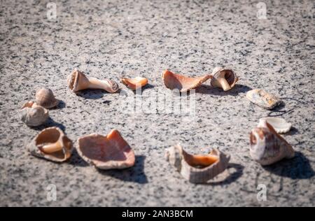 Kleine Muscheln liegen auf einer Steinplatte. Muscheln und kleine Steine liegen auf einem großen flachen Stein aus Granit Stockfoto