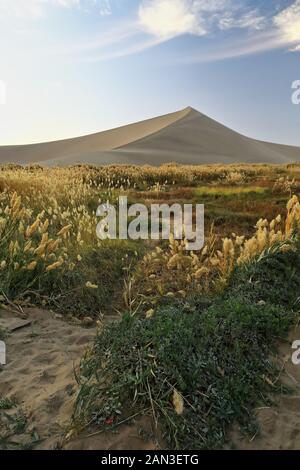 Die Gegend ist voller Pampas Gras-Cortaderia selloana. Crescent Moon Lake-Dunhuang-Gansu-China-0685 Stockfoto