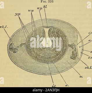 Carpenter's Principles of human physiology. Saum: In Anbetracht der Hauptunterschiede, die bei dem Prozess beobachtet wurden, wie er in der höheren Klasse auftritt.* EIN neu verlegtes Hühnerei besteht aus einer Schale (Abb. 326, s), * Auf dem folgenden Konto haben sich Foster- und Balfours-Elemente der Embryologie als Leitfaden enteignet, und zu dieser hervorragenden Arbeit wird der Student für Details verwiesen, die eine Berücksichtigung des Weltraums verhindern, dass er hier eingefügt wird; Aber andere Arbeiten und Forschungen, die vielleicht untersucht wurden, sind die von Eathke, Über das Deveiopment der Schlange, von 1838-1848, und von der Tor-toise, von Kolliker (Midlers Ar Stockfoto