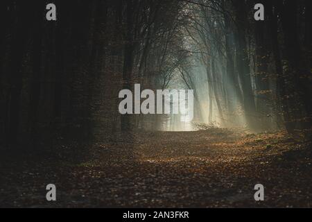 Früh morgens durch autunm Wald spazieren. Viel Zeit, um die Natur zu bewundern, hören Sie nur die Töne der getrockneten Blätter unter den Schuhen. Stockfoto