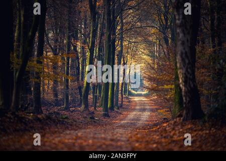 Früh morgens durch autunm Wald spazieren. Viel Zeit, um die Natur zu bewundern, hören Sie nur die Töne der getrockneten Blätter unter den Schuhen. Stockfoto