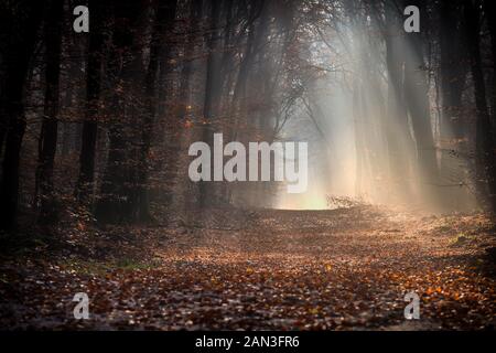 Früh morgens durch autunm Wald spazieren. Viel Zeit, um die Natur zu bewundern, hören Sie nur die Töne der getrockneten Blätter unter den Schuhen. Stockfoto