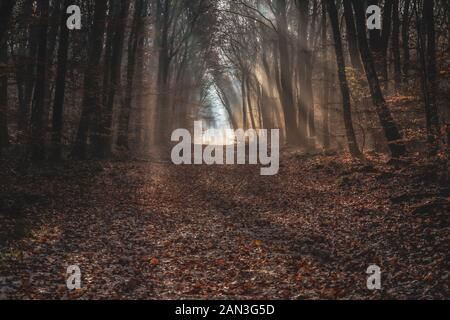 Früh morgens durch autunm Wald spazieren. Viel Zeit, um die Natur zu bewundern, hören Sie nur die Töne der getrockneten Blätter unter den Schuhen. Stockfoto