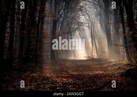 Früh morgens durch autunm Wald spazieren. Viel Zeit, um die Natur zu bewundern, hören Sie nur die Töne der getrockneten Blätter unter den Schuhen. Stockfoto