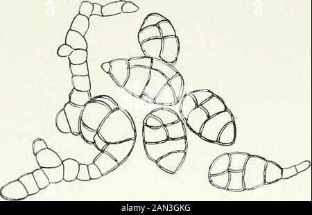 Pilze, Ascomycetes, Ustilaginales, Uredinales . Hämost Teil auf Samenpflanzen, aber in einigen Fällen auf Pteridophyta, Bryophyta orLichtsens. Die Perithecia wird in das Substratum eingetaucht, das Ostiol, das onlyprojecting ist, aber sie können mehr oder weniger durch die Ruptur des entdeckenden Gewebes belichtet werden. Das Peridium ist ledrig oder membranös. Die Gattung Pleospora umfasst etwa 225 Arten, von denen mehrere Vorkommen von Körnern und anderen Gräsern zeigen, wo sie eine biologische Spezialisierung zeigen.Pleospora curbarum ist ein fakultativer Parasit auf den Blättern von Angiospermen; das Perithecium wird durch die Unterteilung eines Hypha in eingeleitet Stockfoto