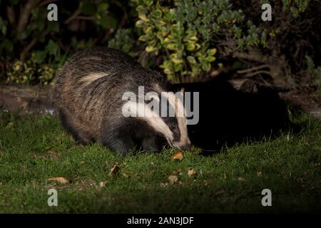 Nahaufnahme des wilden städtischen britischen Dachs (Meles meles), isoliert im Dunkeln, auf der Suche nach Nahrung und Fütterung im britischen Garten bei Nacht, beleuchtet von Spotlight. Stockfoto