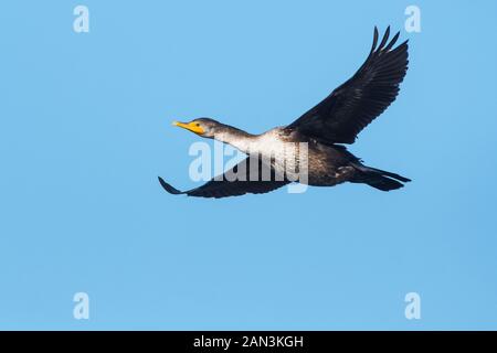 Juvenile double-Crested cormorant im Flug Stockfoto